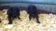 Patterdale Terrier Puppies for sale in Longton, KS 67352, USA. price: NA