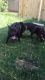 Patterdale Terrier Puppies for sale in Jackson, MI, USA. price: NA