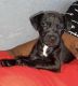 Patterdale Terrier Puppies for sale in Sacramento, CA, USA. price: NA