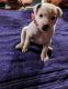 Patterdale Terrier Puppies for sale in Shelby, OH 44875, USA. price: $500