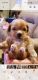 PekePoo Puppies for sale in Sebring, FL, USA. price: $1,000