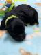 PekePoo Puppies for sale in Garrison, TX 75946, USA. price: NA