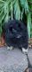 PekePoo Puppies for sale in Laurel, MS, USA. price: NA