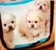 PekePoo Puppies for sale in Norwalk, CA, USA. price: NA