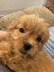 PekePoo Puppies for sale in Spring, TX 77373, USA. price: NA