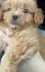 PekePoo Puppies for sale in Rockwall, TX 75087, USA. price: $750