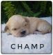PekePoo Puppies for sale in Due West, SC 29639, USA. price: $1,200