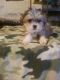 PekePoo Puppies for sale in Jonesboro, AR, USA. price: $600