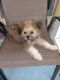 PekePoo Puppies for sale in Kissimmee, FL, USA. price: $600