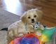 PekePoo Puppies for sale in Denver, CO, USA. price: NA
