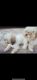 PekePoo Puppies for sale in West Palm Beach, FL, USA. price: $700