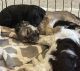 PekePoo Puppies for sale in Chesterland, OH 44026, USA. price: $700