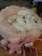 PekePoo Puppies for sale in Columbia, SC, USA. price: NA