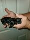 PekePoo Puppies for sale in Purvis, MS 39475, USA. price: $1,000