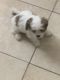 PekePoo Puppies for sale in 7178 Koleda Dr, Jacksonville, FL 32210, USA. price: $950