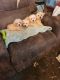 PekePoo Puppies for sale in Jonesboro, AR, USA. price: $40,000