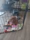 PekePoo Puppies for sale in Madison, WI, USA. price: $350