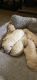 PekePoo Puppies for sale in Shreveport, LA, USA. price: $160,000