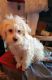PekePoo Puppies for sale in Harrisburg, AR 72432, USA. price: $200