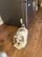 PekePoo Puppies for sale in Youngstown, OH, USA. price: $500