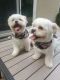 PekePoo Puppies for sale in Elk Grove, CA 95624, USA. price: $800
