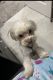 PekePoo Puppies for sale in West Palm Beach, FL, USA. price: $350