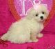 PekePoo Puppies for sale in Perry, FL, USA. price: $400