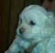 PekePoo Puppies for sale in Natchitoches, LA, USA. price: $300