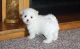 PekePoo Puppies for sale in Los Angeles, CA, USA. price: $500