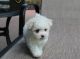 PekePoo Puppies for sale in Sacramento, CA, USA. price: $500