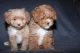 PekePoo Puppies for sale in Minneapolis, MN, USA. price: NA