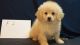 PekePoo Puppies for sale in Homewood, AL, USA. price: $300