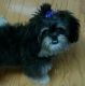 PekePoo Puppies for sale in Texas St, San Francisco, CA 94107, USA. price: $400