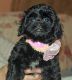 PekePoo Puppies for sale in West Alexandria, OH 45381, USA. price: NA