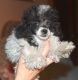 PekePoo Puppies for sale in West Alexandria, OH 45381, USA. price: NA