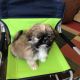 PekePoo Puppies for sale in Clearwater, FL, USA. price: $695