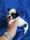 PekePoo Puppies for sale in Central Point, OR, USA. price: NA