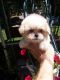 PekePoo Puppies for sale in Central Point, OR, USA. price: NA