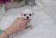 PekePoo Puppies for sale in Las Vegas, NV 89178, USA. price: NA