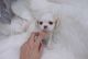 PekePoo Puppies for sale in Las Vegas, NV 89178, USA. price: $1,450
