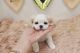 PekePoo Puppies for sale in Las Vegas, NV 89178, USA. price: $1,350