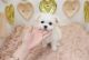 PekePoo Puppies for sale in Las Vegas, NV 89178, USA. price: $1,350
