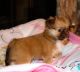 PekePoo Puppies for sale in Kinston, NC 28501, USA. price: $650