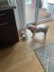 PekePoo Puppies for sale in Mamaroneck, NY, USA. price: NA