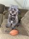 PekePoo Puppies for sale in Clarksville, TN, USA. price: NA