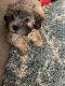 PekePoo Puppies for sale in Dumfries, VA 22025, USA. price: $1,700