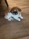 PekePoo Puppies for sale in NH-130, Nashua, NH, USA. price: $1,700