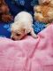 PekePoo Puppies for sale in Ocala, FL, USA. price: NA