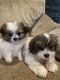 PekePoo Puppies for sale in Wheeling, WV 26003, USA. price: $1,000