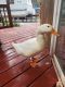 Pekin Duck Birds for sale in Bend, OR, USA. price: NA